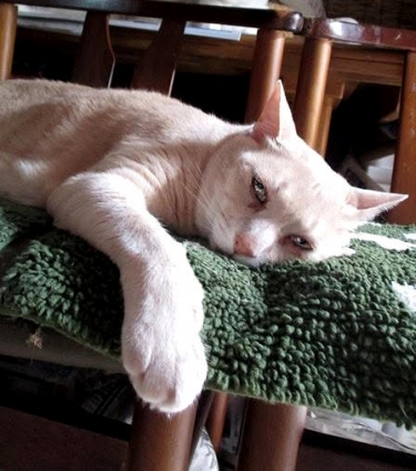 Cat pictures｜28℃　湿度81％。オヤジ猫もぐったり。