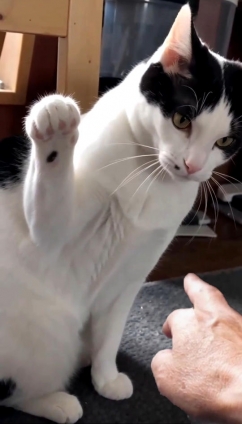 Cat pictures｜猫パンチ