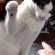 猫パンチ
