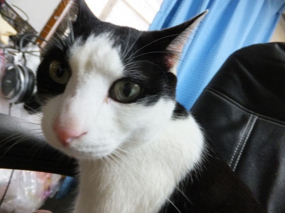Cat pictures｜千鳥ともうします