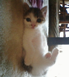 Cat pictures｜可愛い～～？