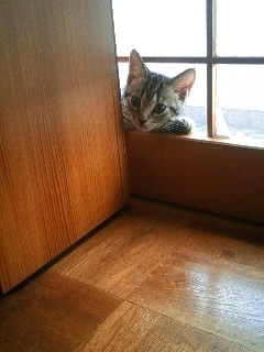 Cat pictures｜ここだよ～！