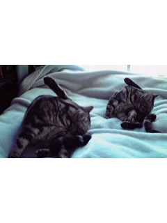 Cat pictures｜同じポーズ！