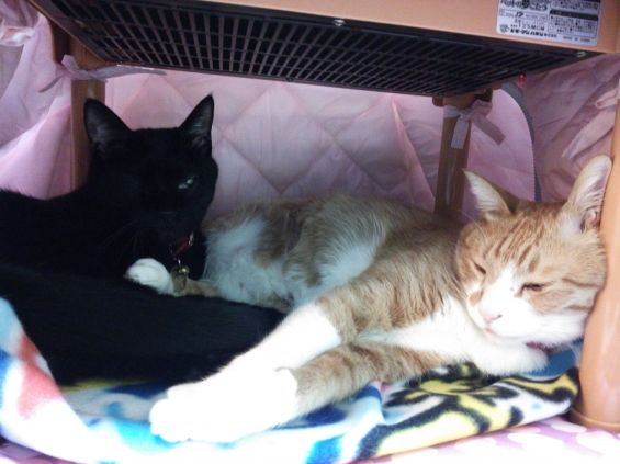 Cat pictures｜仲良くぬくぬく。