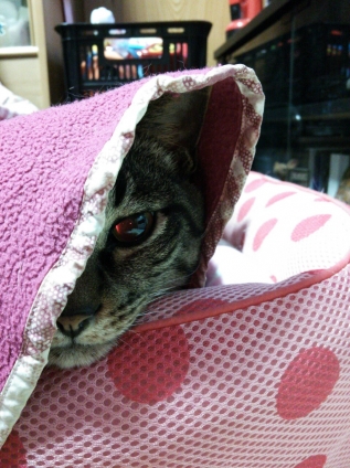 Cat pictures｜家政婦じゃないけど見た。