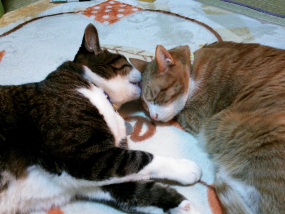 Cat pictures｜猫の日おめでとう!!