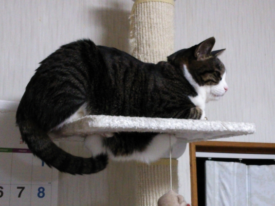 Cat pictures｜大阪名物