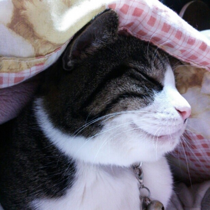 Cat pictures｜お布団大好き!!