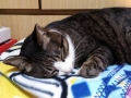 今日のぬこ様。