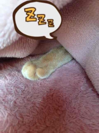 Cat pictures｜頭隠して手隠さず。