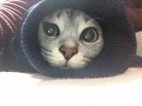 Cat pictures｜いもむし
