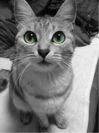 Cat pictures｜グリーン