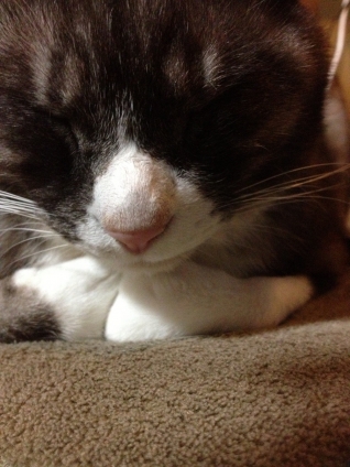 Cat pictures｜オレ、・・眠い。