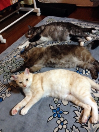 Cat pictures｜整列。