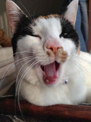 Cat pictures｜あくびちゃん