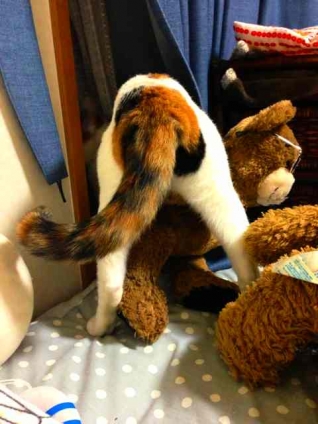 Cat pictures｜おけつ