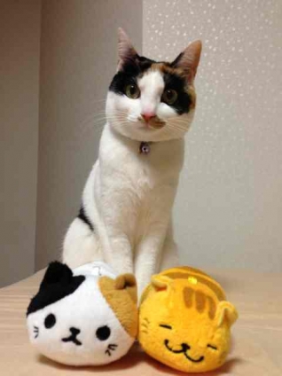 Cat pictures｜おすましちゃん