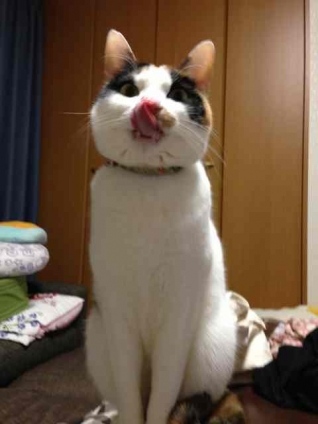 Cat pictures｜ぺろりん