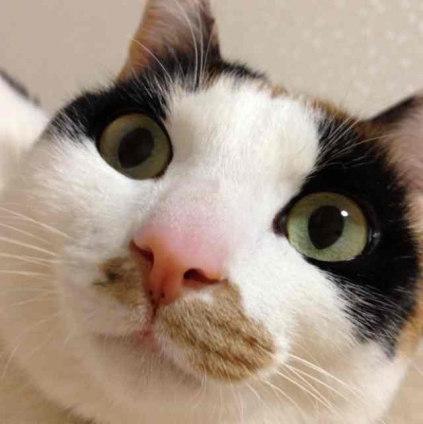 Cat pictures｜ギョギョギョ〜
