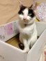 発送はいつですか？