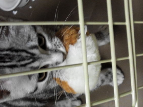 Cat pictures｜捕獲←