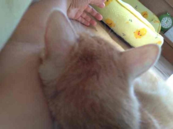 Cat pictures｜洗濯物干させてください