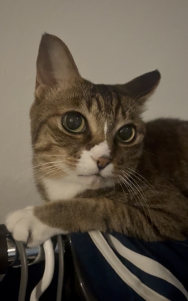Cat pictures｜お久ニャン！メルでーす！