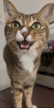 Cat pictures｜暑中お見舞い申し上げますニャー