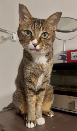 Cat pictures｜オヤツを出しにゃさいよ！