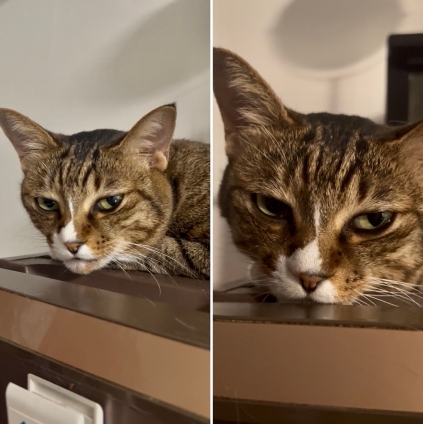 Cat pictures｜暑すぎる上にDGウザいにゃん！