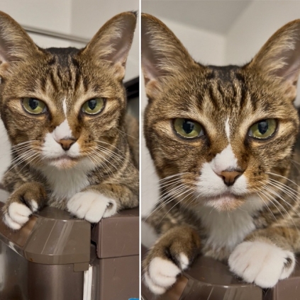 Cat pictures｜奴隷下僕を監視ニャン！2025