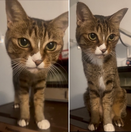Cat pictures｜厳しくチェックニャン！メルでーす！