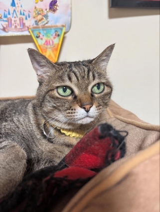 Cat pictures｜私が決めるざます！