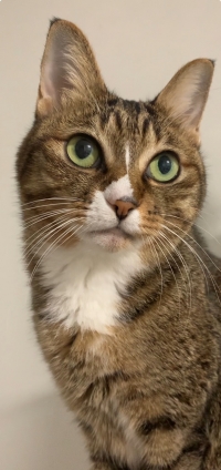 Cat pictures｜スマホからはやっぱり駄目だったにょよ！