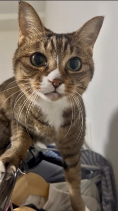 Cat pictures｜ハンガーラックの上から指令ニャン！