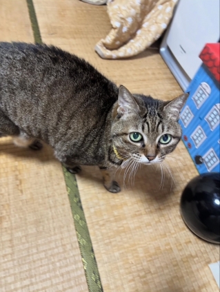 Cat pictures｜マレーシアにいるざます！