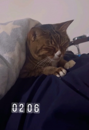 Cat pictures｜不覚にもうっとりしてしまったニャン！