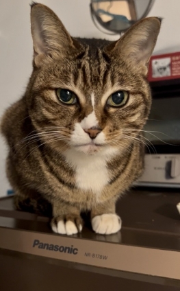 Cat pictures｜奴隷下僕に激怒ニャン！