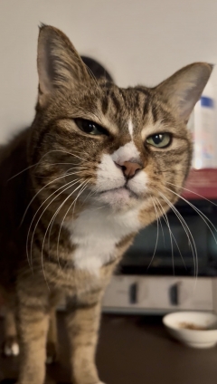 Cat pictures｜いつもの場所から一喝ニャン！