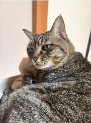 Cat pictures｜新しい事業を始めるざます！