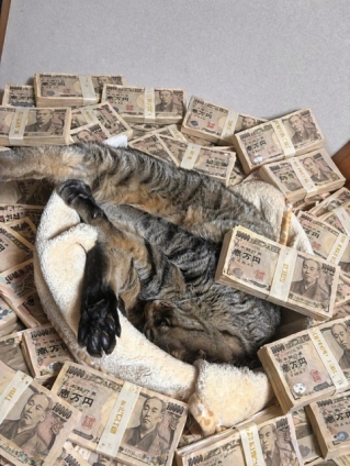 Cat pictures｜がっぽり儲けるざます！