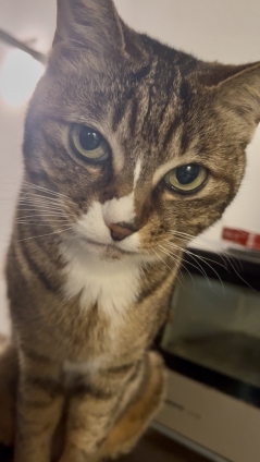 Cat pictures｜DGを監視にゃん！2026初夏
