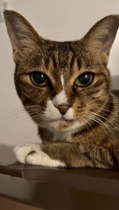 Cat pictures｜たまには普通の写真にゃん！