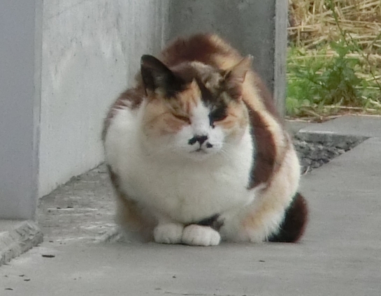Cat pictures｜みけ様