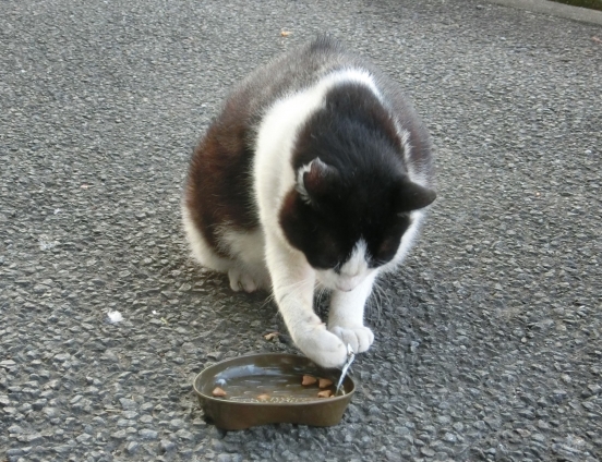 Cat pictures｜ちょいちょい
