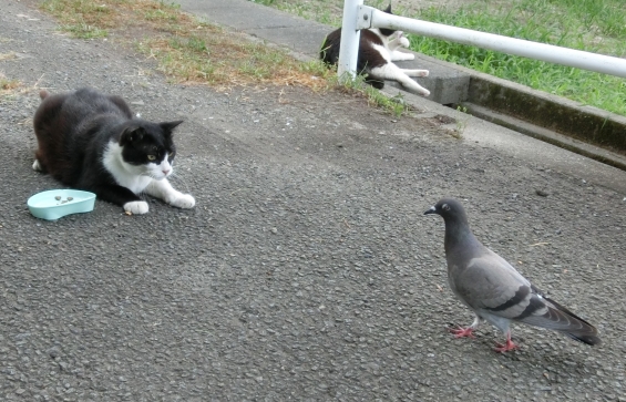 Cat pictures｜にらめっこ
