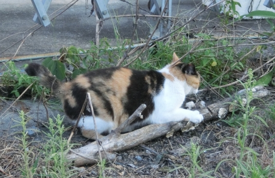 Cat pictures｜つめみがき
