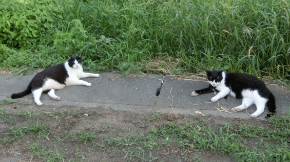 Cat pictures｜八の字にゃん(^▽^)
