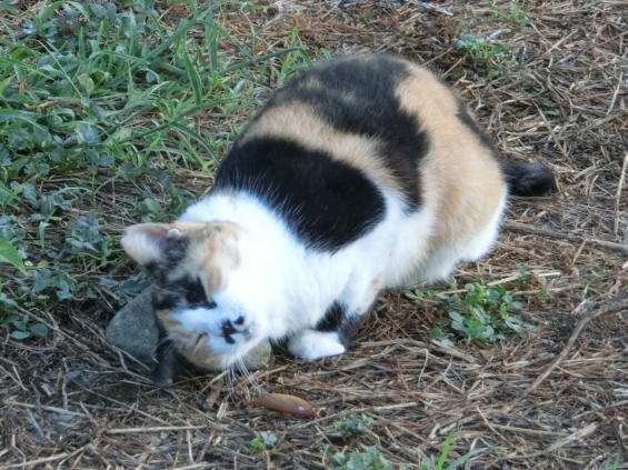 Cat pictures｜パワーストーン
