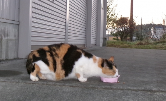 Cat pictures｜秋の味覚